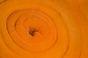 Detail of Plumose anemone (Metridium senile) in its retracted state at slack water