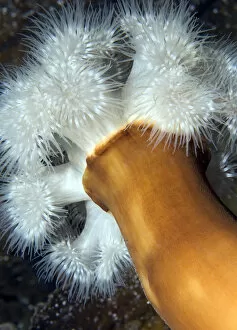 Anthozoans Gallery: Plumose sea anemone (Metridium senile) Lofoten, Norway, November 2008