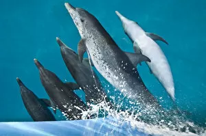 A pod of Atlantic spotted dolphins (Stenella frontalis) riding on the bow wave of a boat