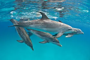 Pod of Atlantic spotted dolphins (Stenella frontalis) over a shallow sand bank accompanied