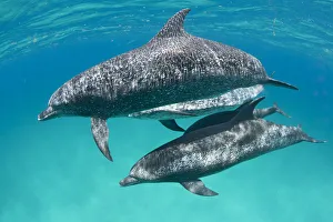 A pod of Atlantic spotted dolphins (Stenella frontalis) swim together over a shallow sand bank