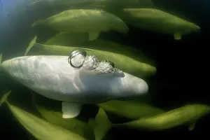 Arctic Ocean Prints: Pod of Beluga whales (Delphinapterus leucas) underwater