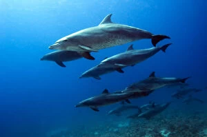 Pod of Bottlenose Dolphins (Tursiops truncatus). Egypt, Red Sea