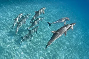 A pod of Bottlenose dolphins (Tursiops truncatus) swimming over a sand bank. Sandy Ridge