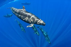 2019 October Highlights Gallery: Pod of False killer whales (Pseudorca crassidens) swimming beneath the surface of the