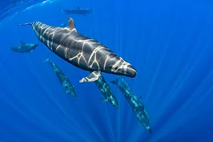Sea Life Prints: Pod of False killer whales (Pseudorca crassidens) swimming beneath the surface of