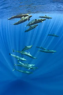 Sri Lanka Prints: Pod of false killer whales (Pseudorca crassidens) swimming beneath the surface of the ocean