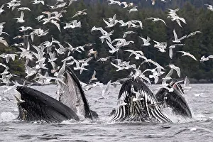 Hunchbacked Whale Prints: Pod of Humpback whales (Megaptera novaeangliae)