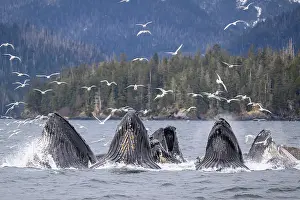 Hunchbacked Whale Prints: Pod of Humpback whales (Megaptera novaeangliae)