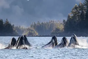 Pod of Humpback whales (Megaptera novaeangliae) lunge / bubble-net feeding, Sitka Sound, south east Alaska, USA. Pacific Ocean