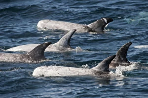 Dolphins Collection: Pod of Risso Dolphin (Grampus griseus) at surface, Baja California, Mexico