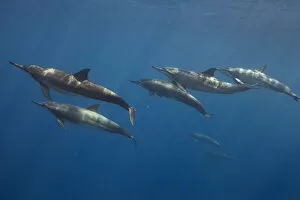 Pod of Spinner dolphin (Stenella longirostris) swimming. Utila Island, Honduras. Caribbean Sea