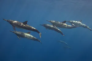 Pod of Spinner dolphin (Stenella longirostris) swimming. Utila Island, Honduras. Caribbean Sea