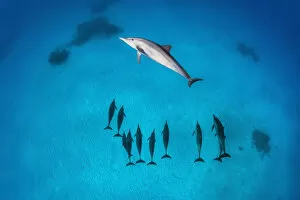 Images Dated 10th November 2013: Pod of Spinner dolphins (Stenella longirostris) swimming over shallow sandy lagoon