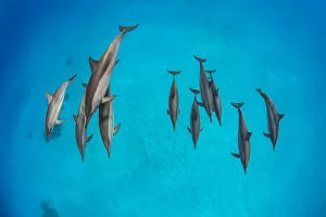 Images Dated 10th November 2013: Pod of Spinner dolphins (Stenella longirostris) swimming over shallow sandy lagoon