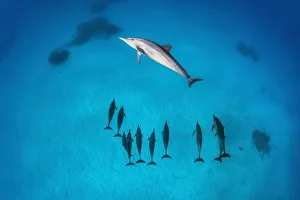 Pod of Spinner dolphins (Stenella longirostris) swimming over shallow sandy lagoon