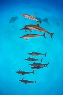 Long Beaked Dolphin Prints: Pod of Spinner dolphins (Stenella longirostris) swimming over shallow sandy lagoon