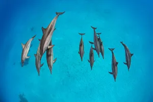 Dolphin Prints: Pod of Spinner dolphins (Stenella longirostris) swimming over shallow sandy lagoon