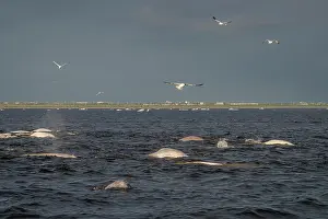 Sterninae Prints: Pods of Beluga whales (Delphinapterus leucas) and flocks of birds including gulls and Arctic terns (Sterna paradisaea)