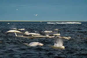 Sterninae Prints: Pods of Beluga whales (Delphinapterus leucas) and flocks of birds including gulls and Arctic terns (Sterna paradisaea)