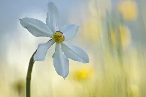 Images Dated 25th May 2009: Poets daffodil (Narcissus poeticus) in flower, Sibillini NP, Italy, May 2009 WWE BOOK