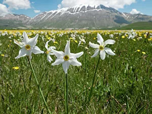Mountain Gallery: Poet's narcissus (Narcissus poeticus) in flower with Wild tulips (Tulipa sylvestris australis)