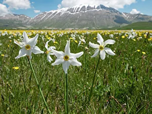 Liliaceae Prints: Poet's narcissus (Narcissus poeticus) in flower with Wild tulips (Tulipa sylvestris australis) in background