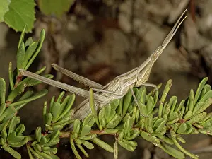 Orthoptera Prints: Pointed-nose grasshopper (Acrida ungarica) resting