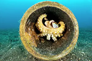 Animal Den Prints: Poison ocellate octopus (Amphioctopus mototi) making its den inside a bamboo log on the seabed