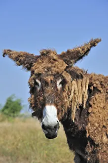 2013 Highlights Prints: Poitou donkey (Equus africanus asinus) with shaggy coat on the island Ile de Re