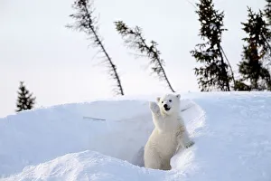 Polar bear cub 3 months (Ursus maritimus) playing in the front of the day den in march. Wapusk National Park. Churchill, Manitoba, Canada