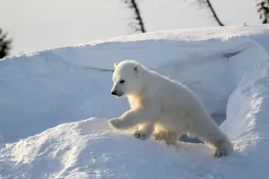 Polar bear cub 3 months (Ursus maritimus) playing in the front of the day den in march