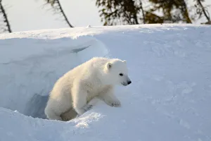 On The Move Prints: Polar bear cub 3 months (Ursus maritimus) playing in the front of the day den in March