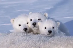 Polar bear cubs (Ursus maritimus) triplets age 2-3 months next to their mother