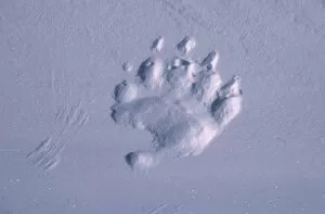 Polar Bears Collection: Polar bear footprint in snow {Ursus maritimus} Churchill, Canada