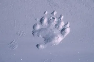 Tracks Prints: Polar bear footprint in snow {Ursus maritimus} Churchill, Canada