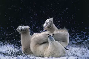 Images Dated 23rd March 2005: Polar bear lying on back playing with twig {Ursus maritimus} Canada Churchill