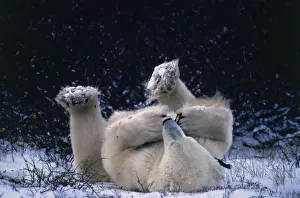 Communication Prints: Polar bear lying on back playing with twig {Ursus maritimus} Canada Churchill