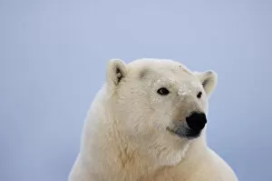 Polar Bears Collection: Polar bear portrait {Ursus maritimus} Coastal plain of the Arctic National Wildlife Refuge
