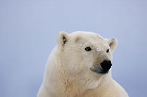 Tundra Prints: Polar bear portrait {Ursus maritimus} Coastal plain of the Arctic National Wildlife Refuge