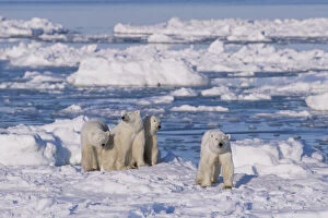 Polar bear (right, foreground) female and her triplets age 23-months triplets, Hudson Bay