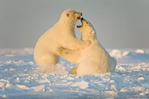 Arctic National Wildlife Refuge Gallery: Polar bear (Ursus maritimus) 3-year-olds play fighting on newly formed pack ice, Beaufort Sea
