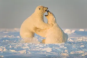 Play Fights Prints: Polar bear (Ursus maritimus) 3-year-olds play fighting on newly formed pack ice