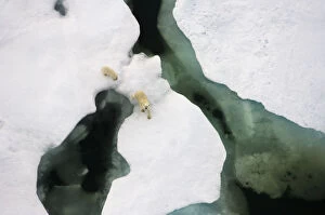 Ursus Polaris Gallery: Polar bear (Ursus maritimus) aerial view of sow with cub along the Arctic coast in summer