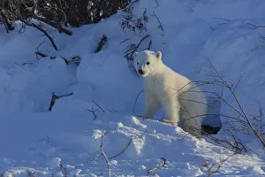 Polar bear (Ursus maritimus) cub at entrance to den, Manitoba, Canada. March