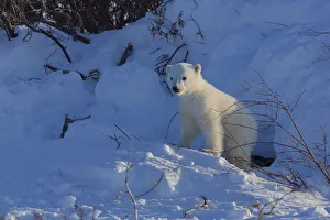Images Dated 20th March 2015: Polar bear (Ursus maritimus) cub at entrance to den, Manitoba, Canada. March
