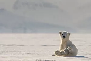 Polar bear (Ursus maritimus) cub on ice, Svalbard, Norway