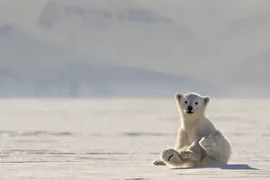 2020 Christmas Highlights Gallery: Polar bear (Ursus maritimus) cub on ice, Svalbard, Norway
