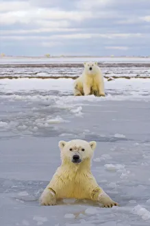 Polar bear (Ursus maritimus) cub in newly forming pack ice with the mother sitting on the shore
