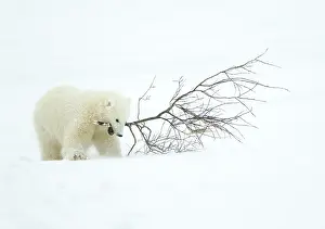 Ursus Polaris Prints: Polar bear (Ursus maritimus) cub playing with branch, Churchill, Canada, November